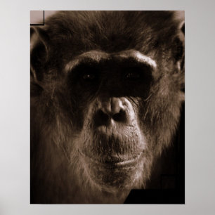 Schimpansaffischtryck Poster