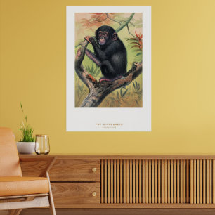 Schimpansen, Zoologiska Skisser, Poster