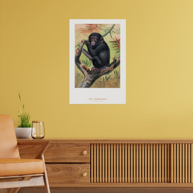 Schimpansen, Zoologiska Skisser, Poster (Vardagsrum 2)