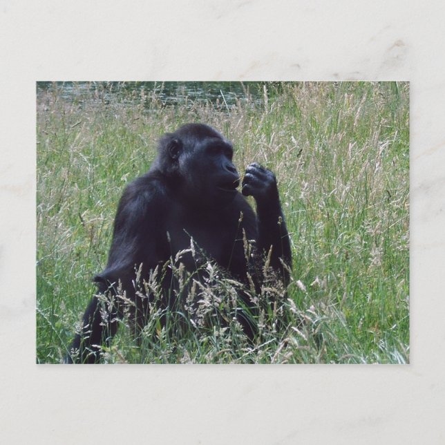 Schimpgan Vykort (Framsida)