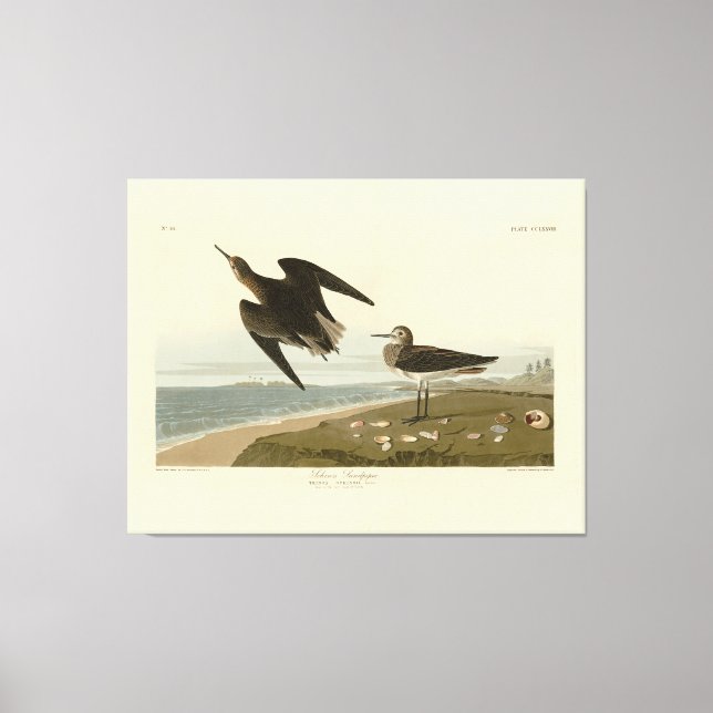 Schinz Sandpiper från Audubon's Birds of America Canvastryck (Framsida)