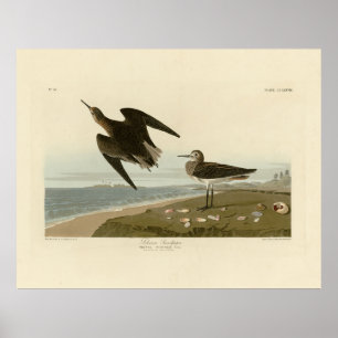 Schinz Sandpiper från Audubon's Birds of America Poster
