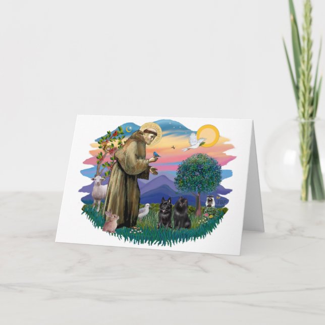 Schipperke (2) kort (Framsida)