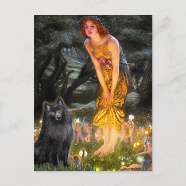 Schipperke 2 - MidEve Vykort (Framsida)