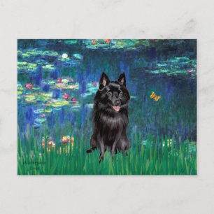 Schipperke 4 - Lilies 5 Vykort