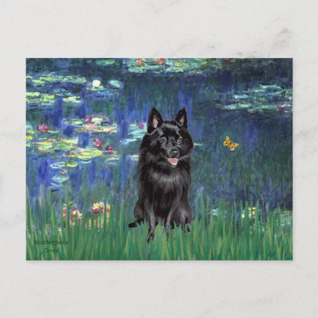 Schipperke 4 - Liljor 5 Vykort (Framsida)