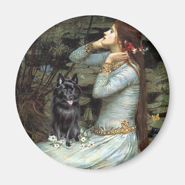 Schipperke 4 - Ophelia sittande Magnet (Framsidan)