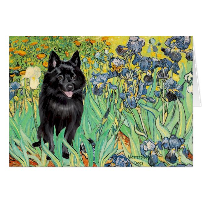 Schipperke 7 - Irises Hälsningskort (Framsidan Horizontal)