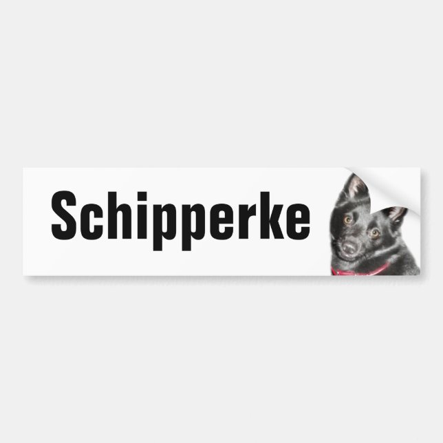 Schipperke Bild Bildekal (Framsidan)