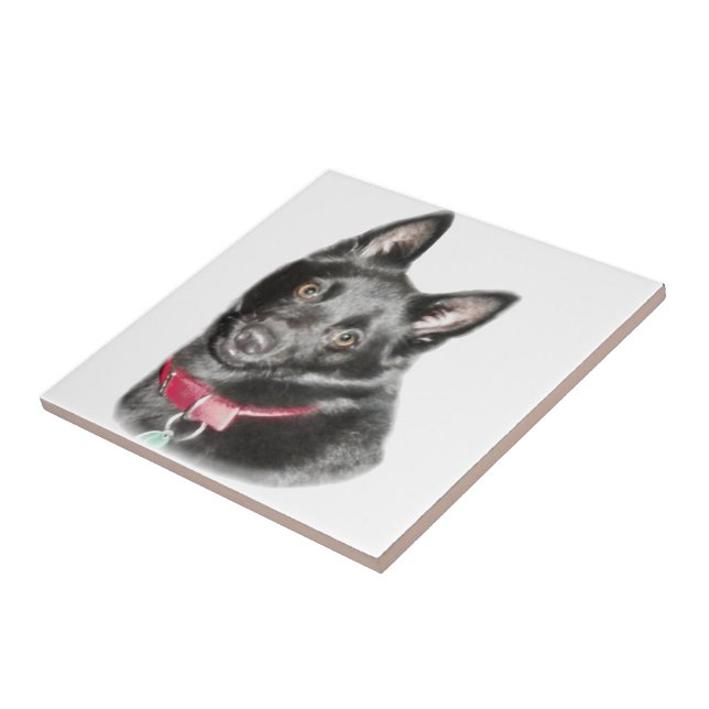 Schipperke Bild Kakelplatta (Sidan)