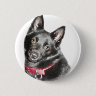 Schipperke Bild Knapp