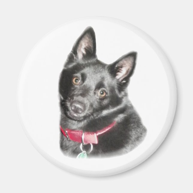 Schipperke Bild Magnet (Framsidan)