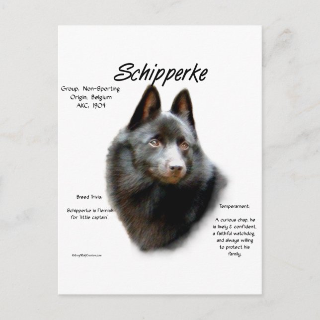 Schipperke-historikdesign Vykort (Framsida)