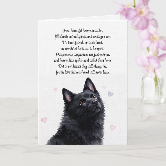 Schipperke Hund Sympati Förlust Andlig Kort (Orkide)