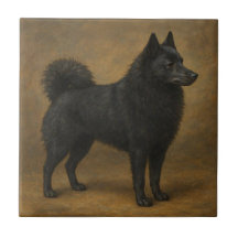Schipperke