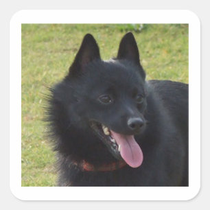 Schipperke.png Fyrkantigt Klistermärke