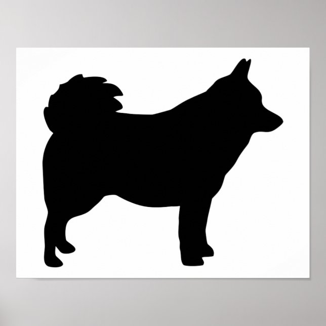 Schipperke Poster (Framsidan)