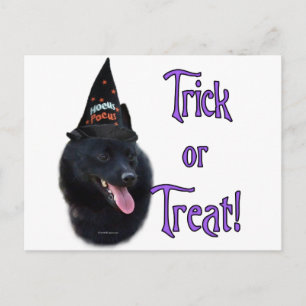 Schipperke Trick Vykort