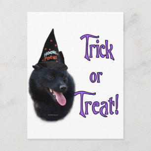 Schipperke Trick Vykort