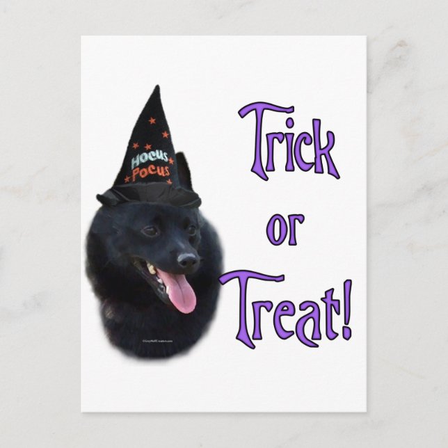 Schipperke Trick Vykort (Framsida)