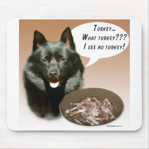 Schipperke Turkiet Musmatta