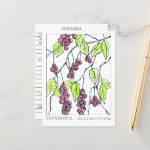 Schisandra Herb Materia Medica Cards Herbal Study Vykort