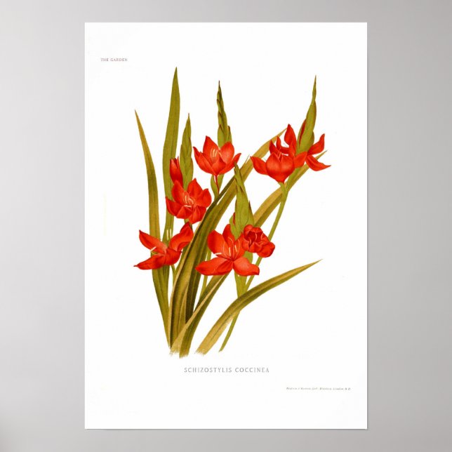 Schizostylis coccinea (Kaffir lily) Poster (Framsidan)