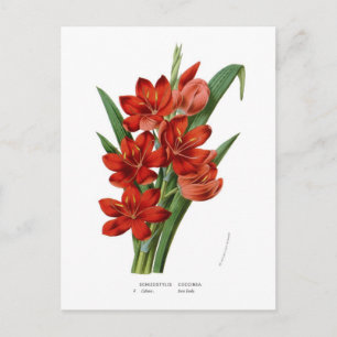 Schizostylis coccinea (Kaffirliljan) Vykort