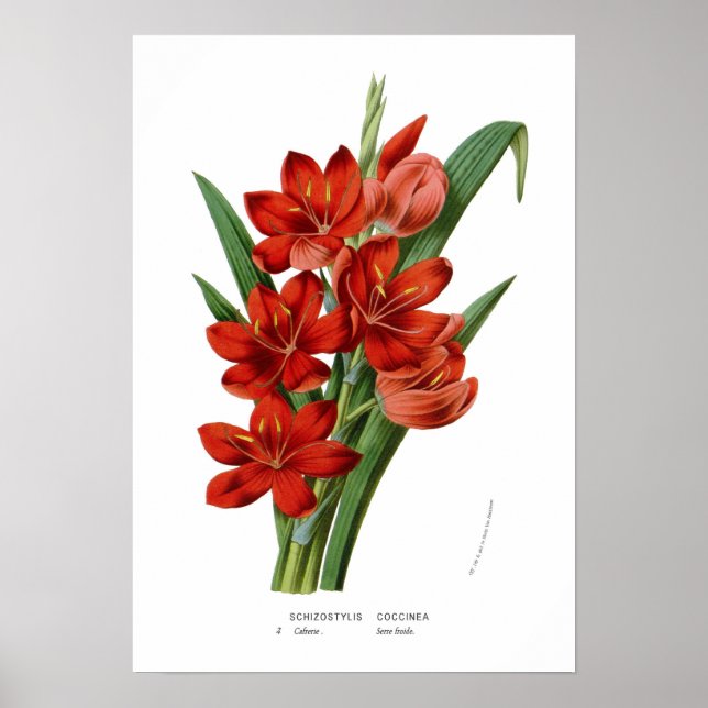 Schizostylis Poster (Framsidan)