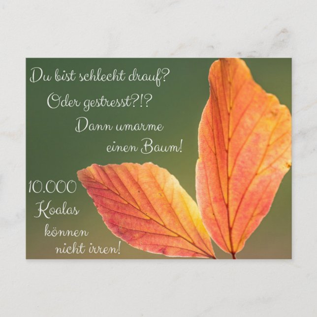 Schlecht drauf? Gestresst! Machs wie ein Koala! Vykort (Framsida)