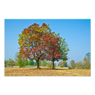 Schleichera oleosa/Ceylon oak/kusumträd Fototryck