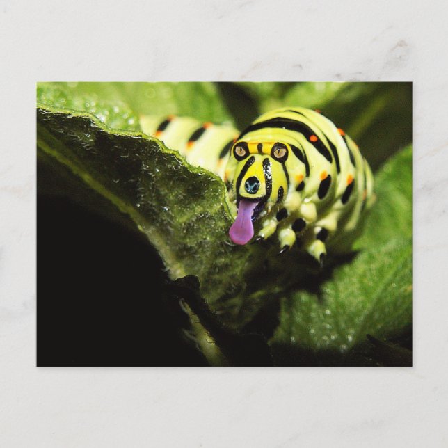 Schlobber Vykort (Framsida)