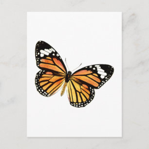 Schmetterling butterfly vykort