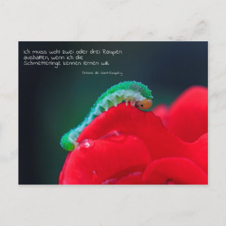 Schmetterlinge sehen vykort