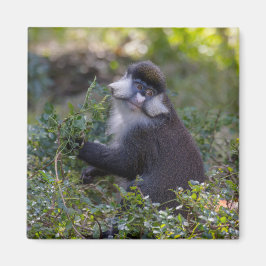 Schmidt's spot-nosad apa magnet