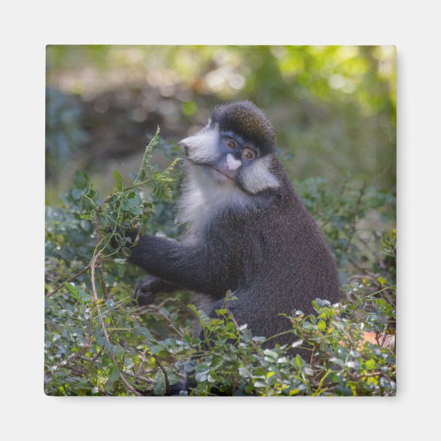 Schmidt's spot-nosad apa magnet (Framsidan)