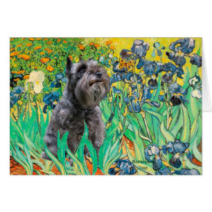 Schnauzer 12 - Irises Hälsningskort