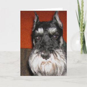Schnauzer-anteckningskort Kort