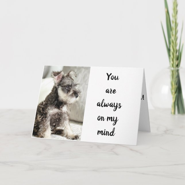 SCHNAUZER *DEKLARERAR KÄRLEK** OM "VALENTINVISK" KORT (Framsida)