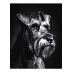 Schnauzer enfärgsporträtt fototryck