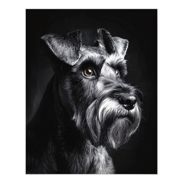 Schnauzer enfärgsporträtt fototryck (Framsidan)