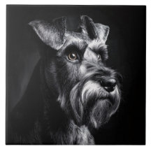 Schnauzer enfärgsporträtt