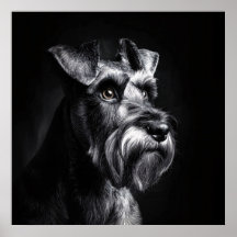 Schnauzer enfärgsporträtt