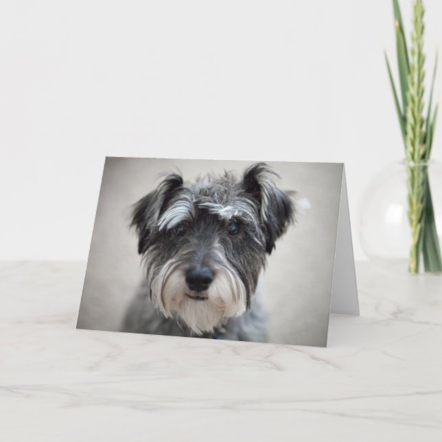 Schnauzer-hälsningskort för Hund Kort (Framsida)