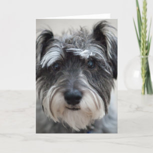 Schnauzer-hälsningskort för Hund Kort