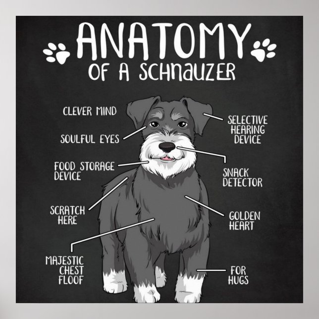 Schnauzer Hund Anatomy Best Hund Poster (Framsidan)