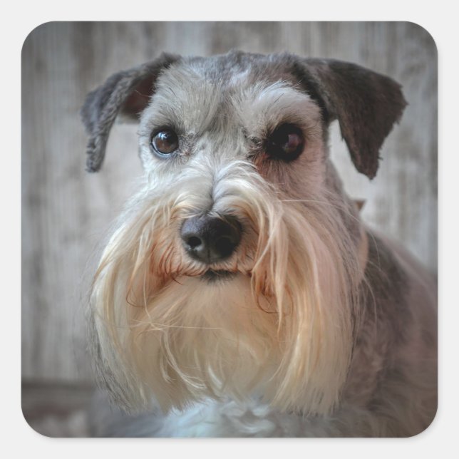 Schnauzer Hund Ansikte Fyrkantigt Klistermärke (Framsida)