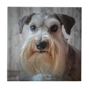 Schnauzer Hund ansikte Kakelplatta