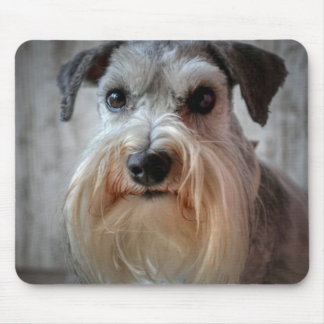 Schnauzer Hund ansikte Musmatta (Framsidan)
