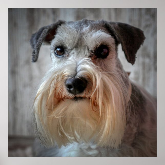 Schnauzer Hund ansikte Poster (Framsidan)